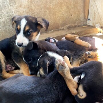 WhatsApp Image 2025-01-17 at 16.57.05 Patrullaje preventivo rescata a cachorros abandonados en zona rural de Temuco