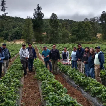WhatsApp Image 2026-01-22 at 15.06.32 Gobierno Regional se reúne en terreno con cooperativas frutícolas de La Araucanía