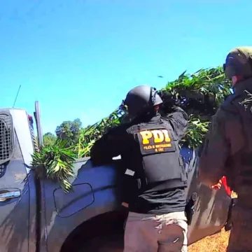 WhatsApp Image 2026-01-28 at 19.18.03 PDI, Carabineros COP y Ejército incautan plantación de marihuana en Ercilla