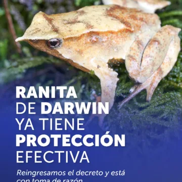 WhatsApp Image 2026-03-19 at 16.24.21 Ranita de Darwin ya tiene protección efectiva: Medio Ambiente reingresó el decreto y está con toma de razón