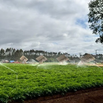 Dia de la Tierra_maíz 1 Día de la Tierra: el modelo agrícola de maíz 100% chileno detrás de uno de los snacks más consumidos del país
