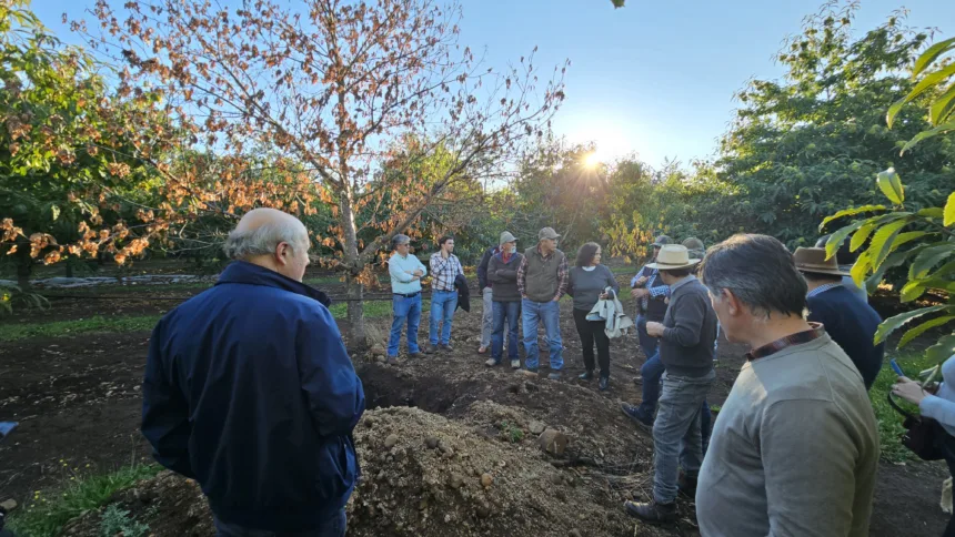 20260415_172054 (1) Perquenco impulsa el cultivo del futuro: realizan primer taller de cosecha de castaño para mejorar sanidad y productividad en La Araucanía