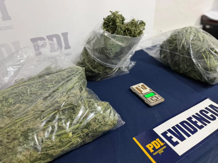 WhatsApp Image 2026-04-30 at 18.29.47 En Traiguén: PDI incauta cannabis avaluada en $10 millones y detiene a sujeto por infracción a Ley de Drogas