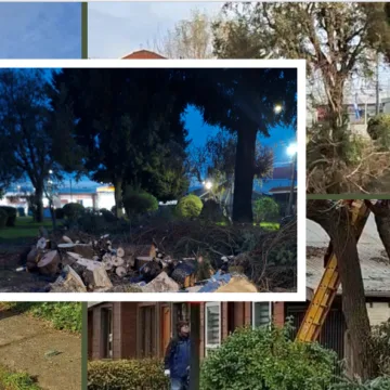 imagen_2026-06-13_174237610 Vecinos denuncian nueva tala de árboles en Villa Héroes de la Concepción y cuestionan medidas de seguridad en Temuco