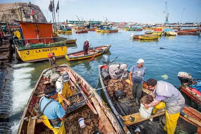 imagen_2026-06-23_105457623 CONDEPP y Mesa Pelágica declaran al Subsecretario de Pesca como “interlocutor no válido” y exigen diálogo directo con el Ministro de Economía