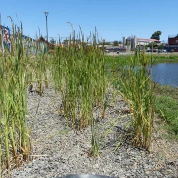 imagen_2026-07-30_195053498 Los humedales construidos emergen como alternativa para enfrentar la crisis climática y restaurar ecosistemas