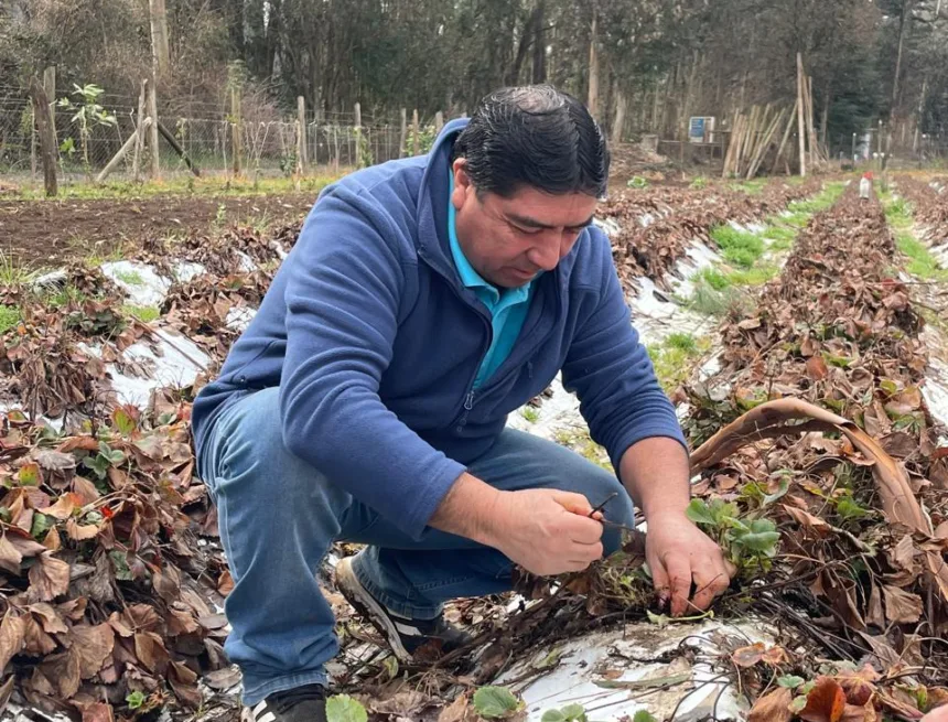 Regionalistas Verdes piden declarar emergencia agrícola en toda La Araucanía por efectos del temporal