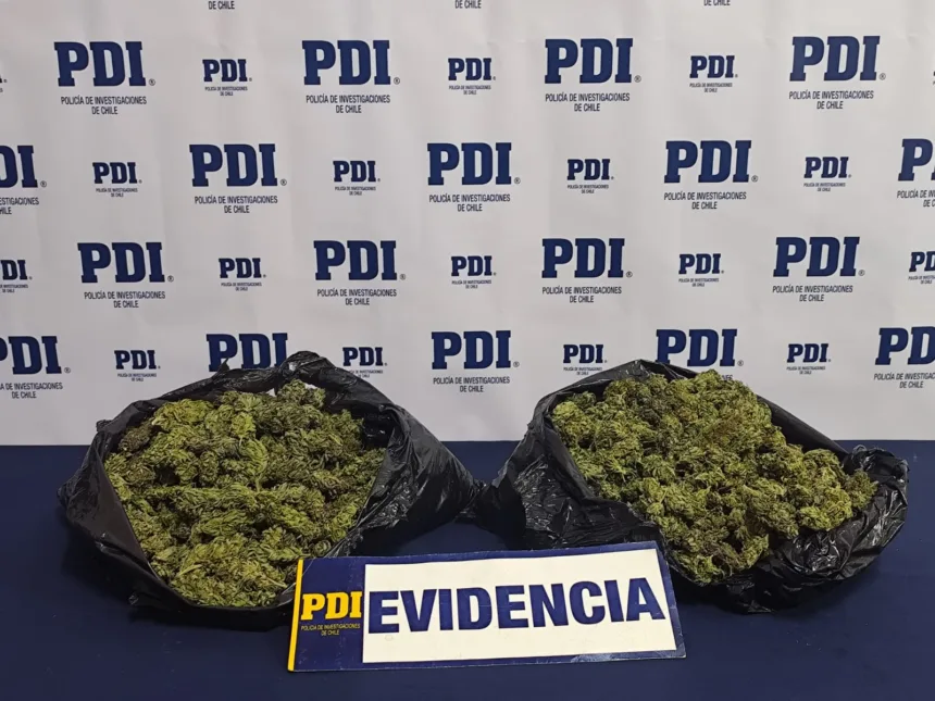 WhatsApp Image 2026-09-20 at 11.32.29 PDI incauta más de un kilo de cannabis en Traiguén: sujeto habría regresado para intentar recuperar la droga